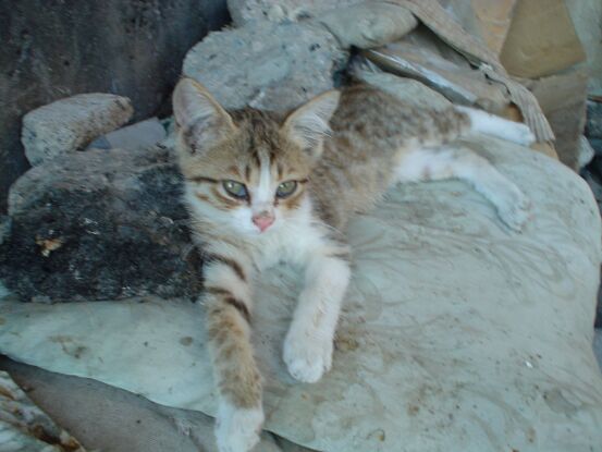 © Anoush Poghosyan - Tiny cat