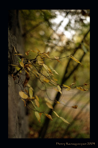 © Генрих Карагезян - Talking to the trees of the cobweb strange