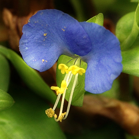 © Suren Manvelyan - Flower