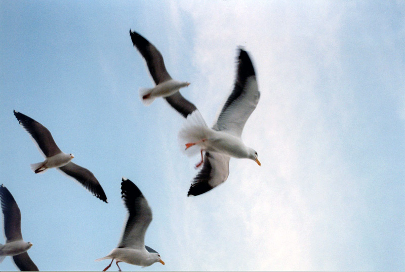 © Artak Petrosyan - Gull