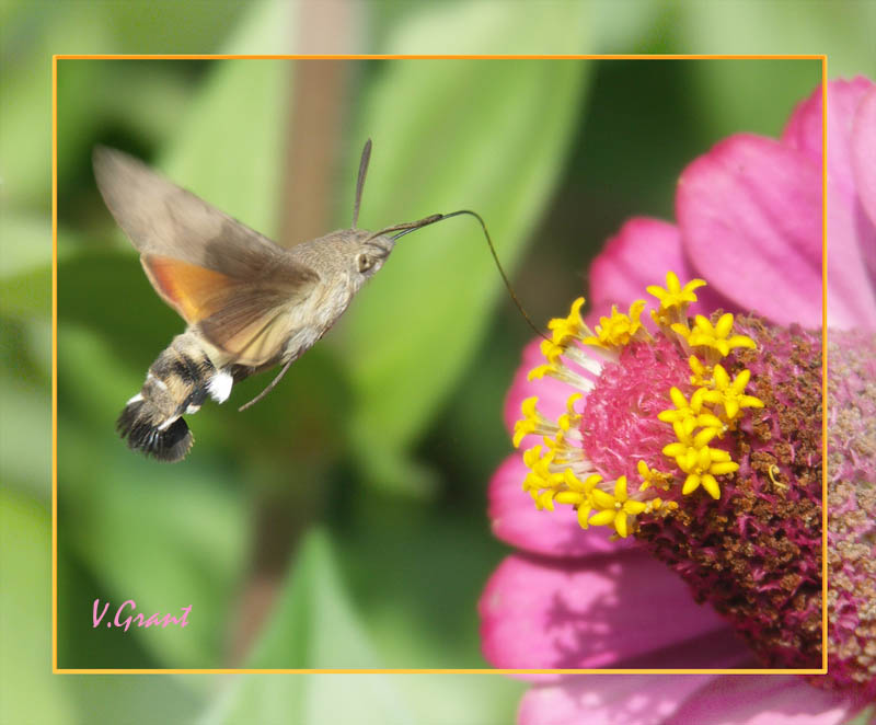 © Grant Vehapetyan - Macroglossum stelatarum L.