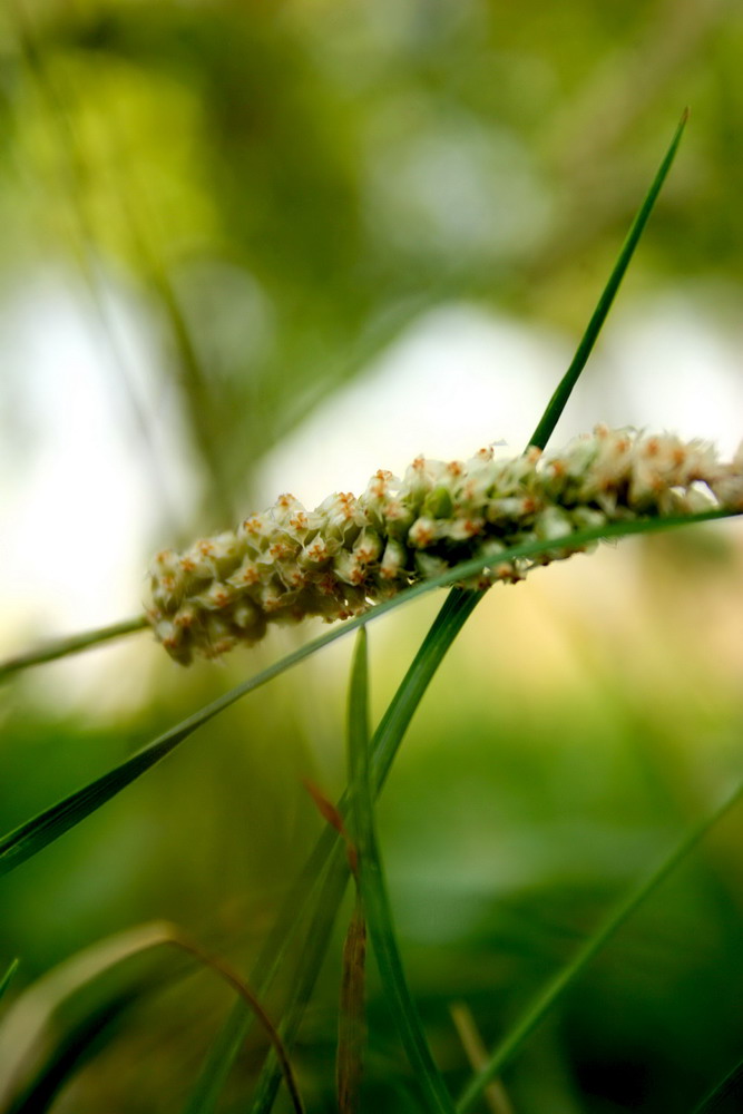 © hayk - dream before awakening in the grass...