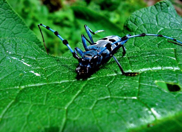 © Sevan Iritsyan - BlueBeatle