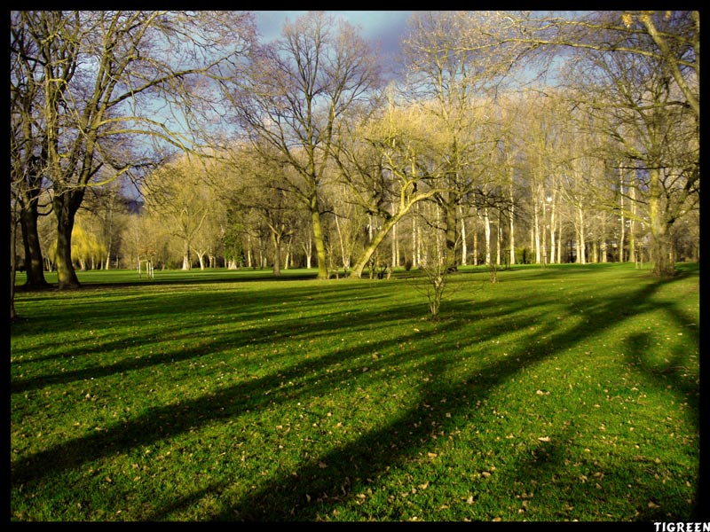 © Tigran Baghdasaryan - Green Shadows