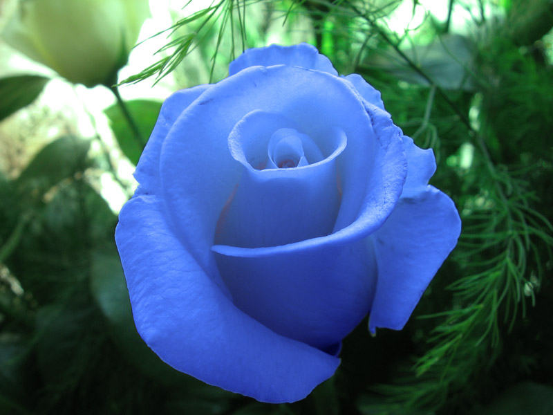 © Sevan Iritsyan - Blue Rose