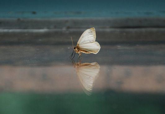 © A. Khachatryan - reflected