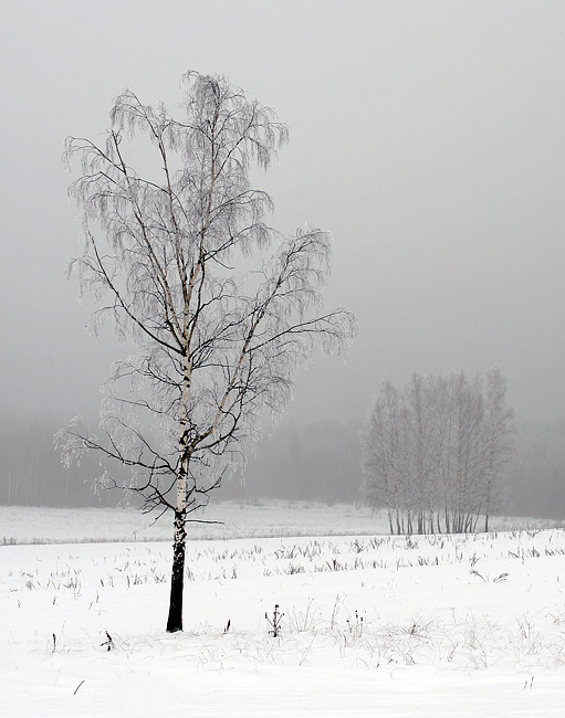 © Belkov Anatolii - Зимний, пасмурный