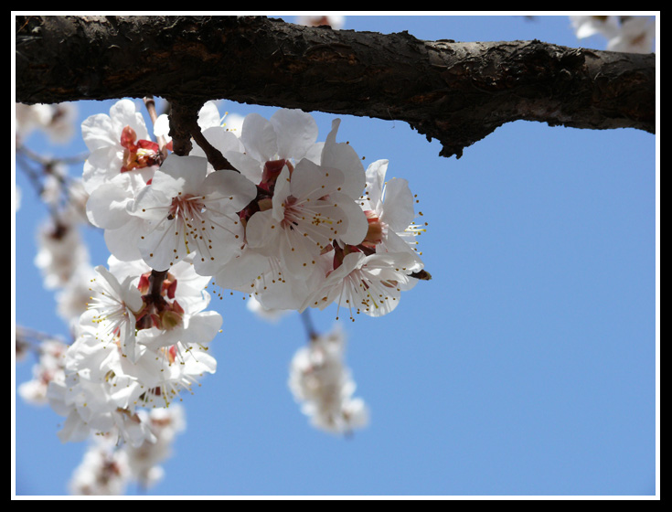 © Arsen Manucharyan - Apricot