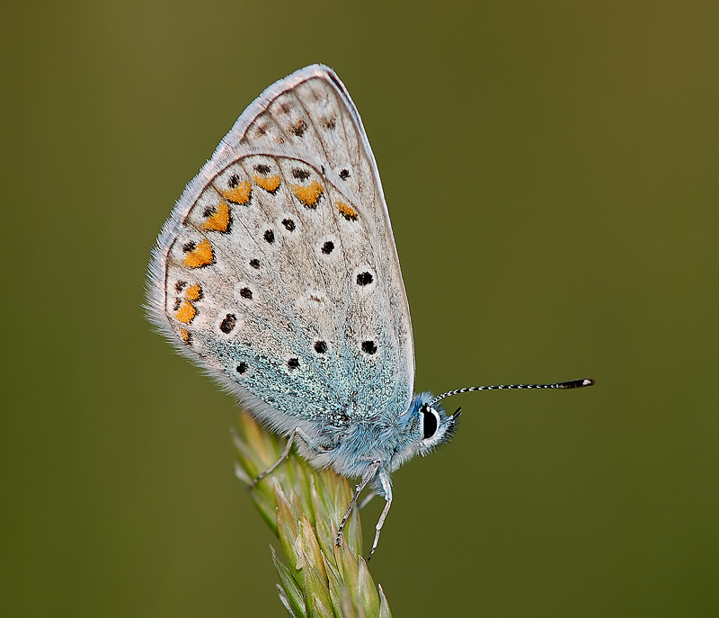 © aquapage - Polyommatus icarus