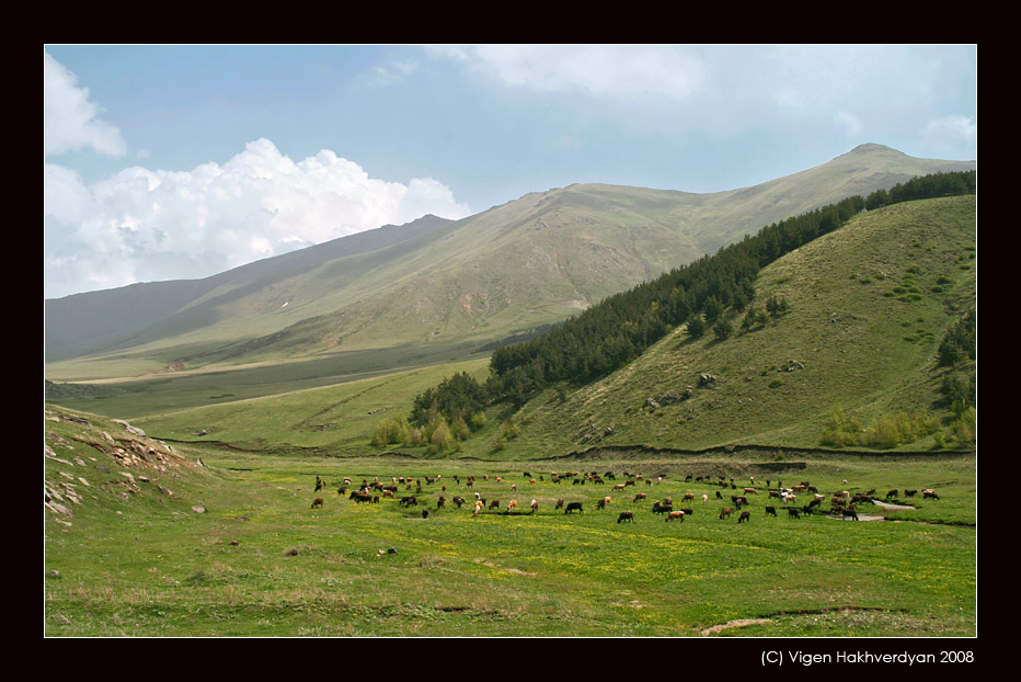 © Vigen Hakhverdyan - На лугу посутся ко...