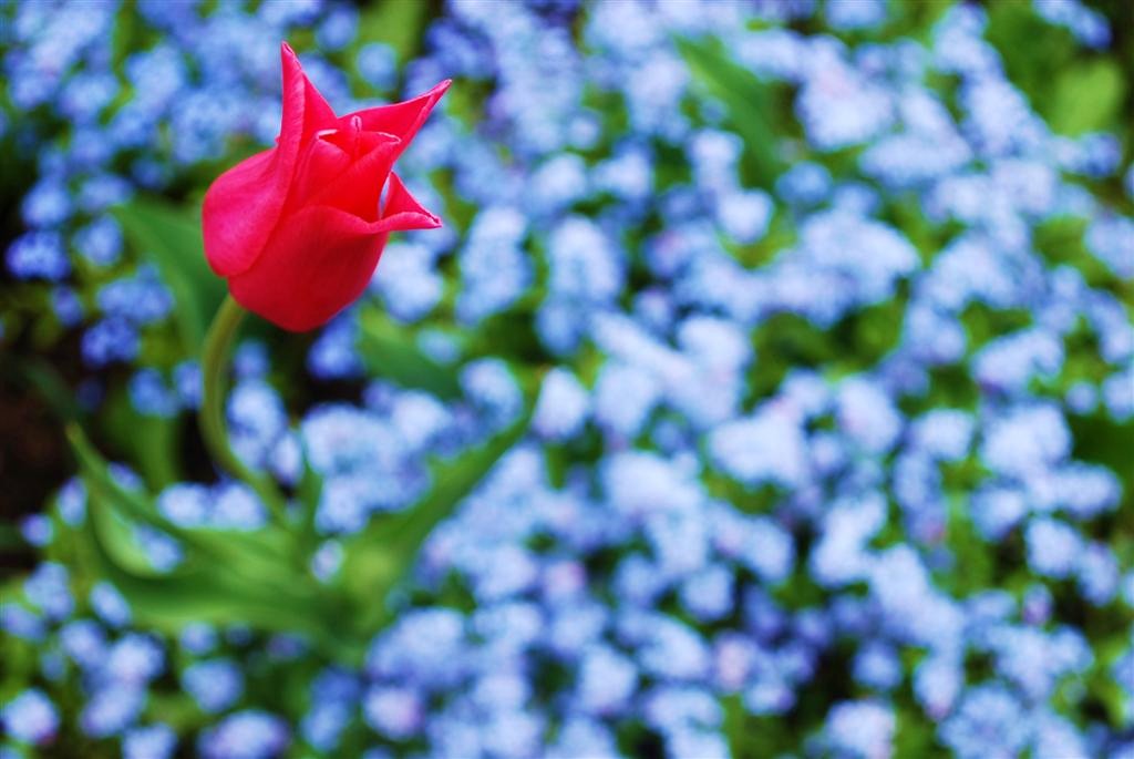 © Lilit Serobyan - red'n'blue**