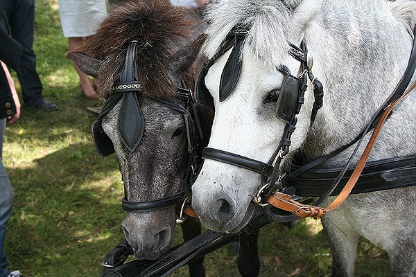 © Армине Паглеванян - horse )