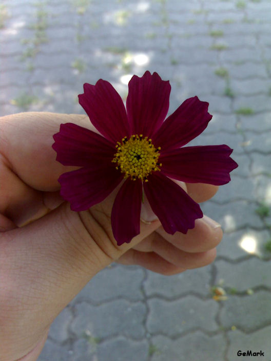 © Gevorg Markosyan - Flowers