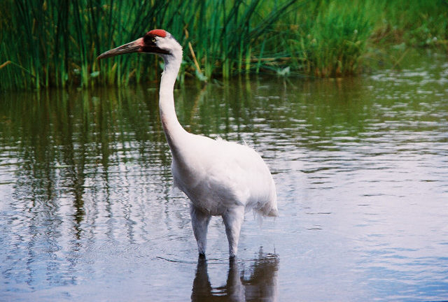 © ben Soofer - whooping crane