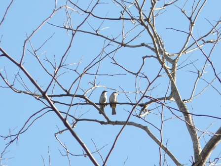 © ian salvador hambre - love birds