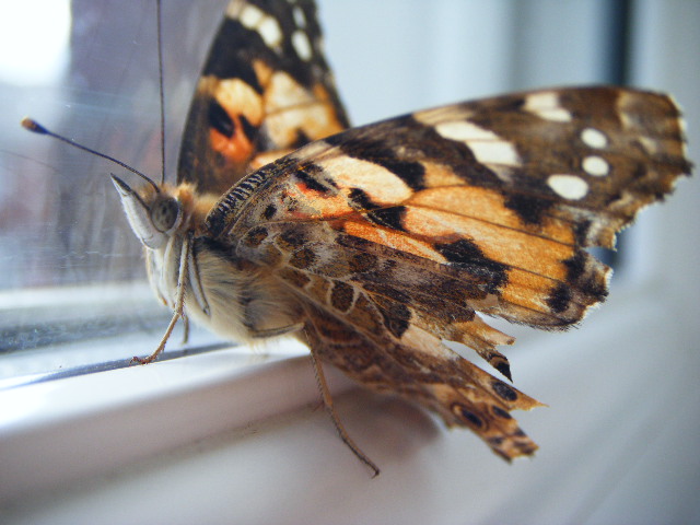 © sophie-marie whaley - Butterflies 