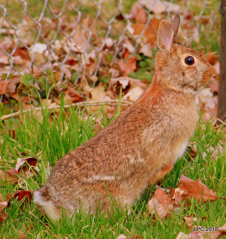 © Kelli Lauck - Rabbit