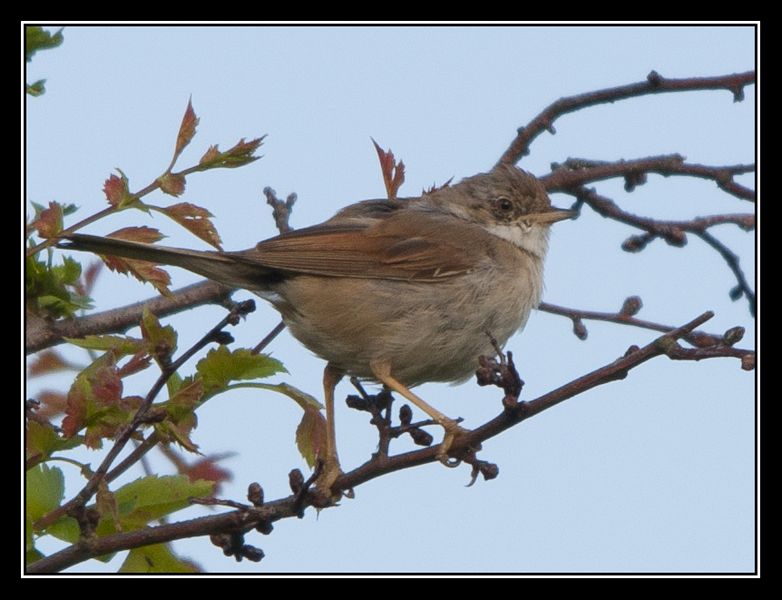 © brian riley - whitethroat