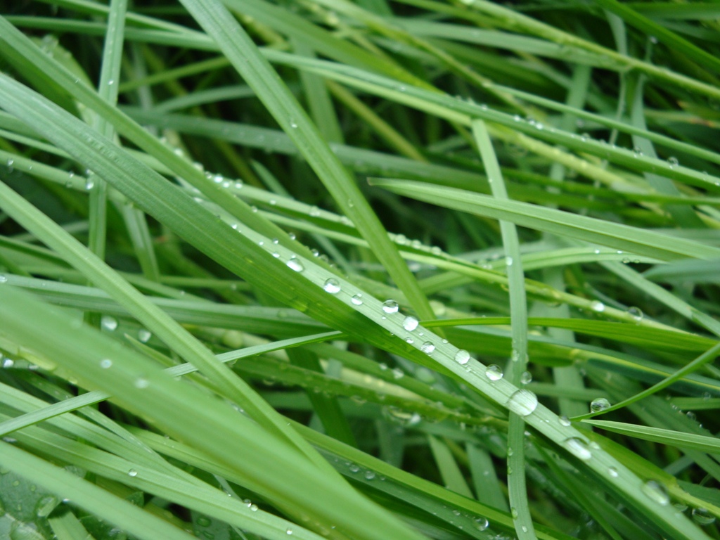 © Tiko Gevorgyan - Grass after rain