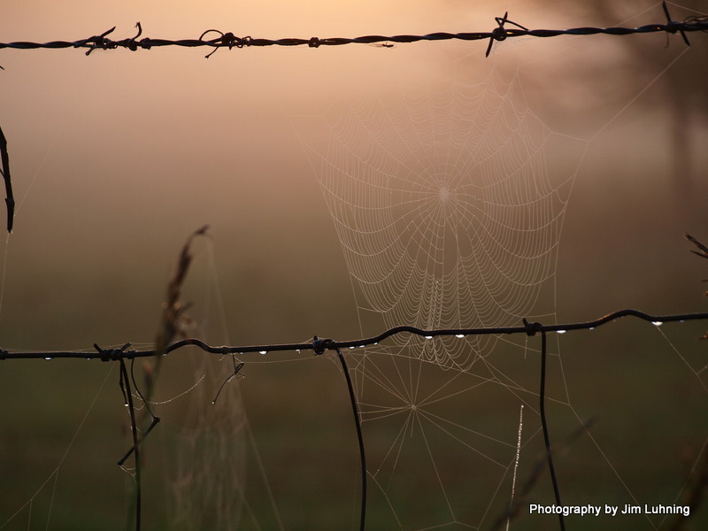 © Jim Luhning - Tiny Spider...