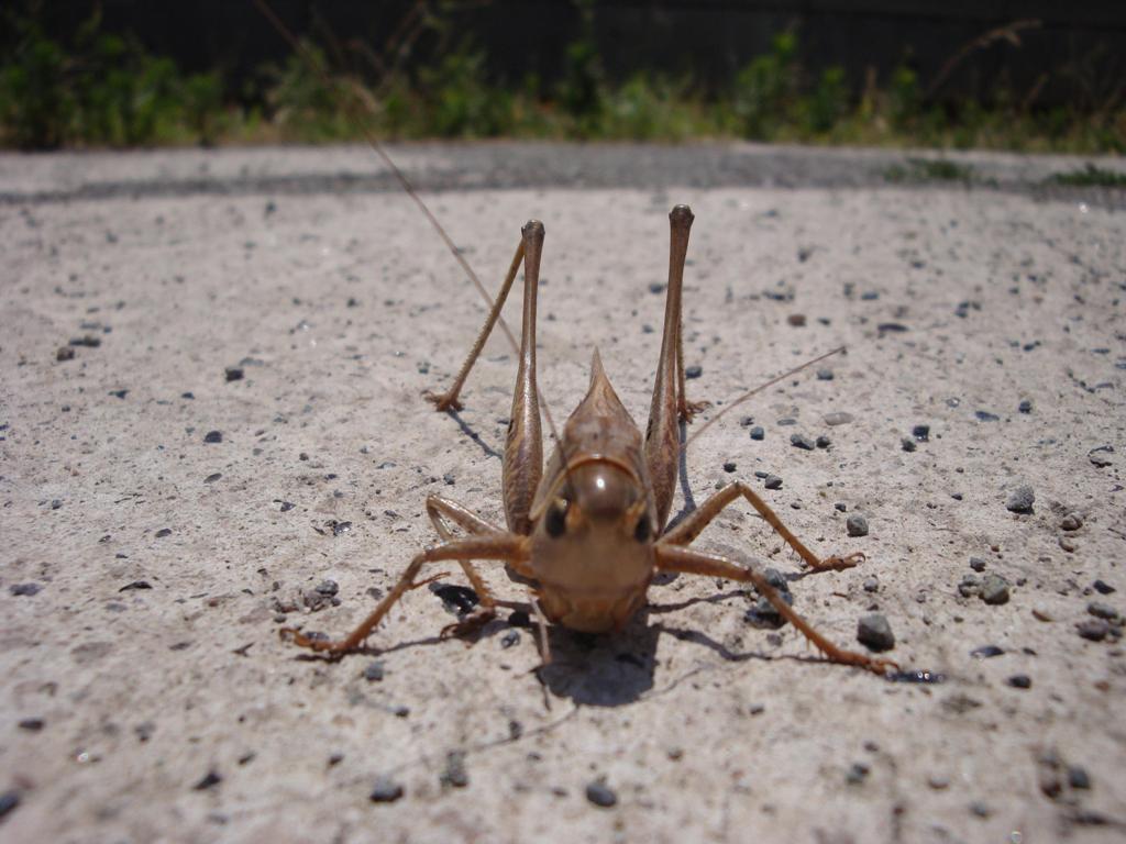 © Tiko Gevorgyan - Grasshopper