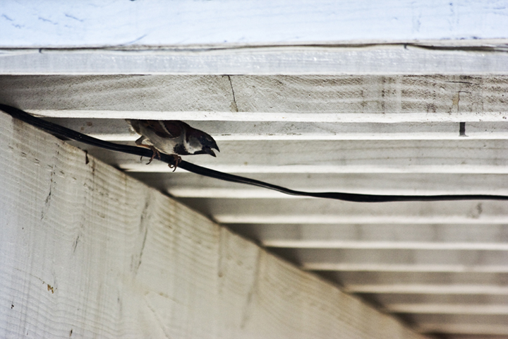 © Armen Arakelyan - Guarding the Nest