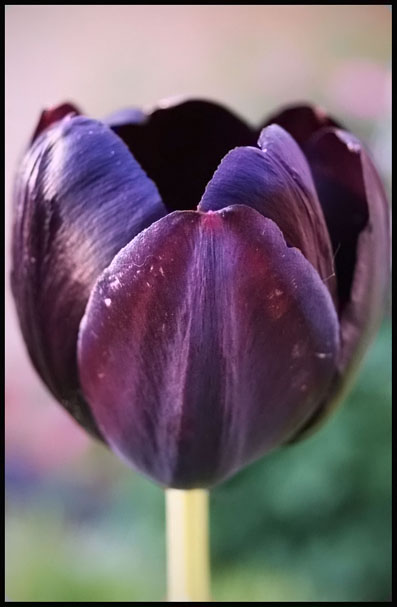 © Heidi Cook - Tulip