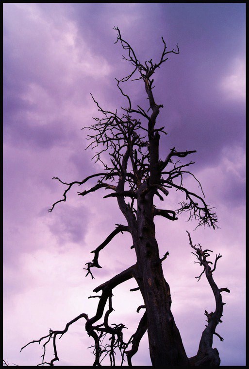 © Heidi Cook - Reaching Tree