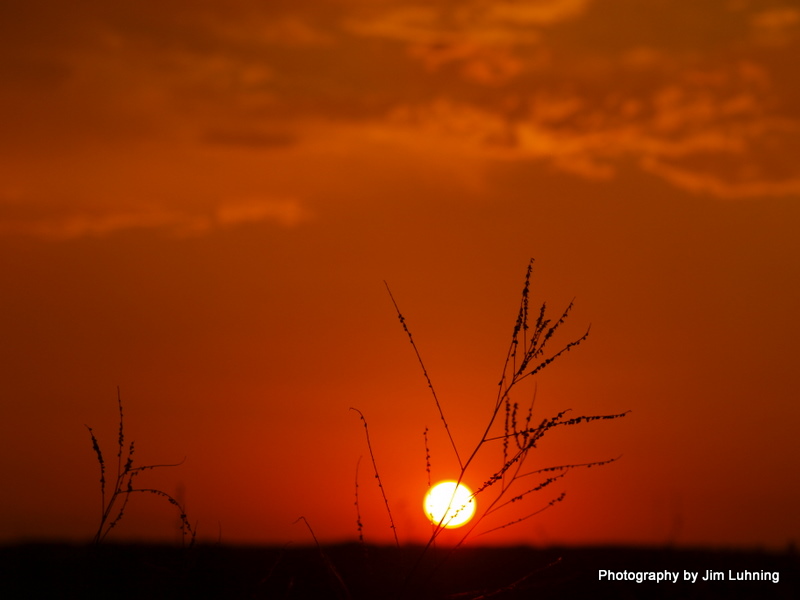 © Jim Luhning - Grass on Fire!