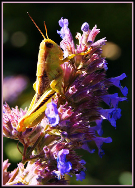 © Heidi Cook - Neon Grasshopper