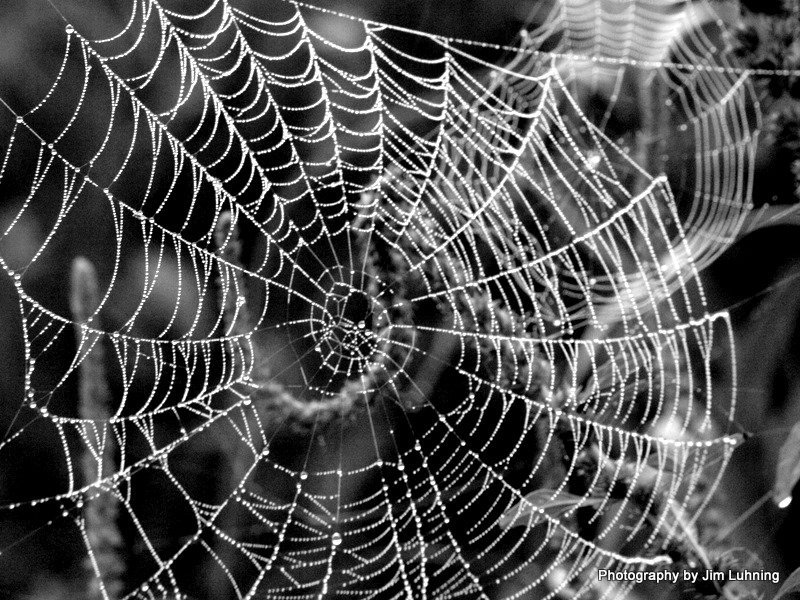 © Jim Luhning - Wet Web