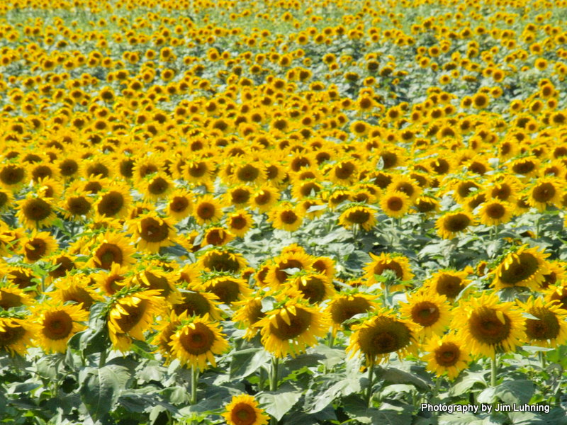 © Jim Luhning - Miles of Sunflowers