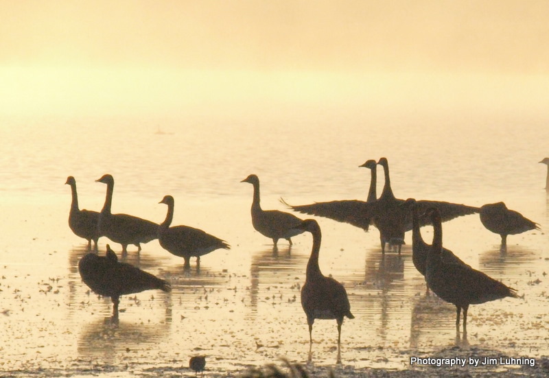 © Jim Luhning - Spread Your Wings