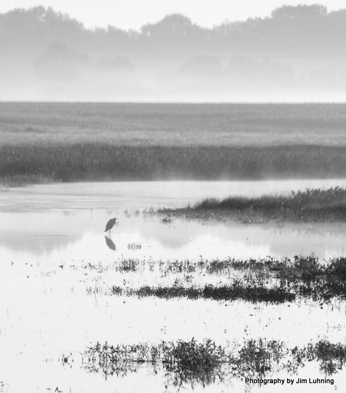 © Jim Luhning - Steamy Marsh