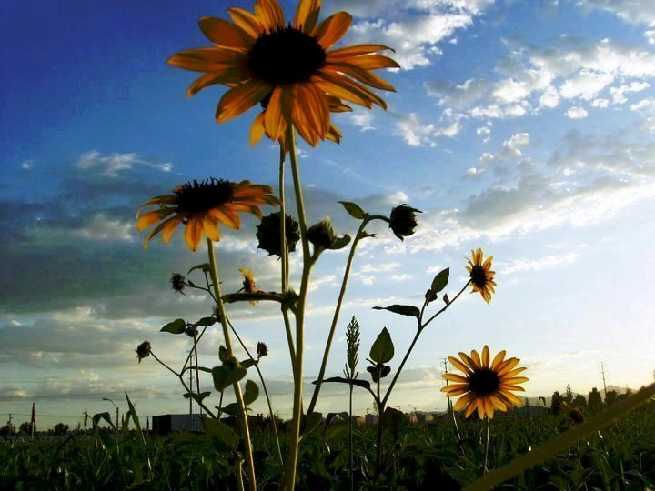 © Miguel Ramírez - Girasoles