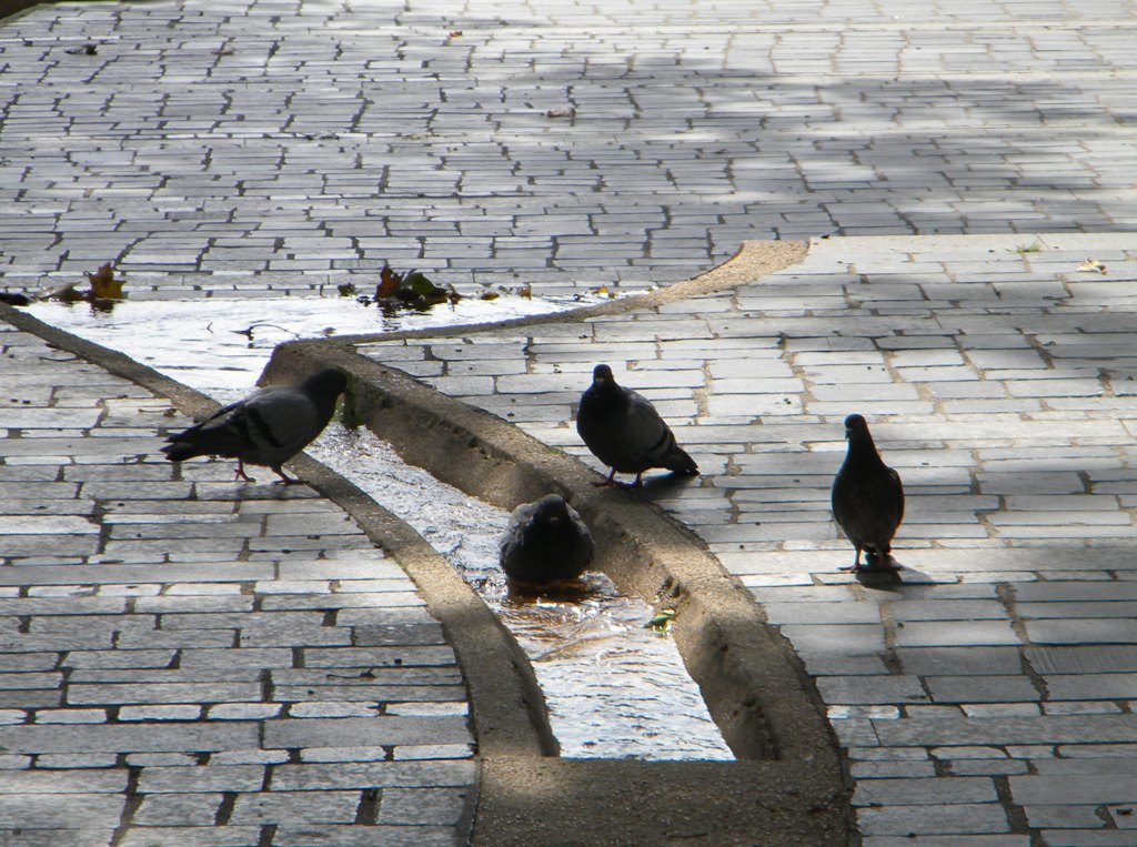 © Galina Noianova - Pigeons