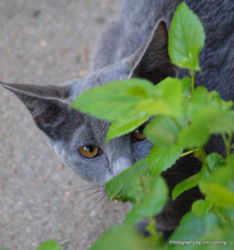 © Jim Luhning - Peek a Boo