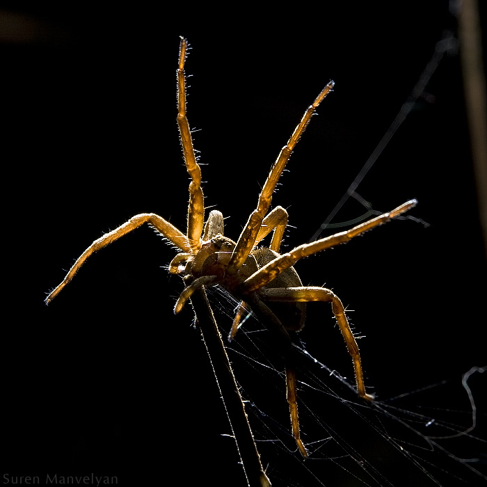 © Suren Manvelyan - Hands (legs?) up!