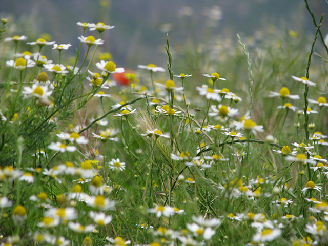 © Arevik Hambardzumyan - Chamomile field