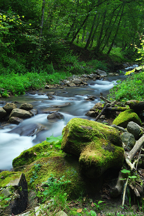 © Suren Manvelyan - River in forest