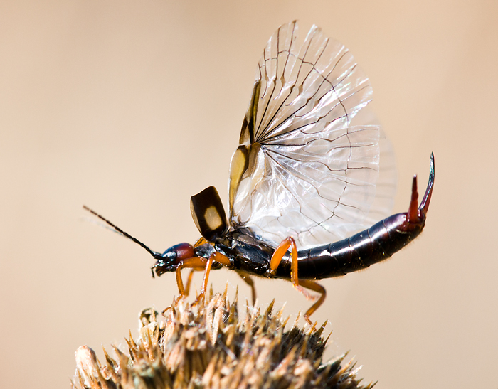 © Hayk Shalunts - Ready to fly!