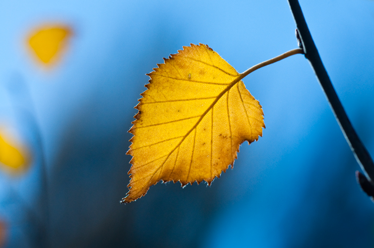 © Hayk Shalunts - blue leaf