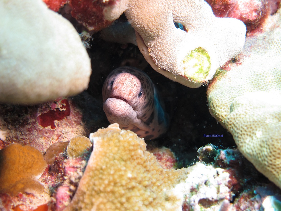 © black3000psi - tiger Moray