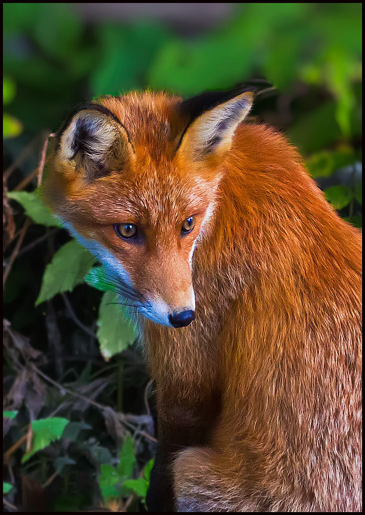 © Børre Eirik Helgerud - Fox