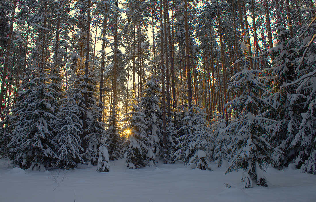 © АНДРЕЙ ИВАНОВ - Ёлочки...