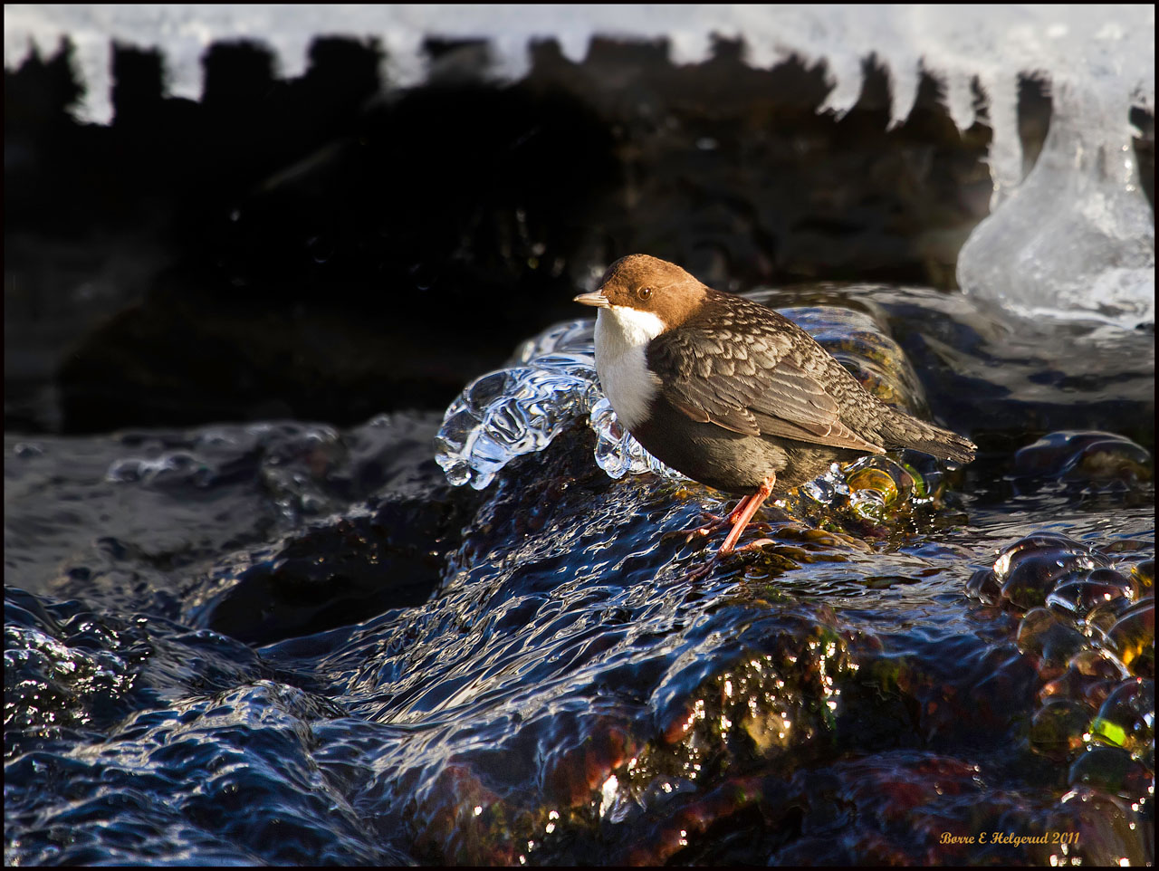 © Børre Eirik Helgerud - The national bird of Norway: Fossekallen