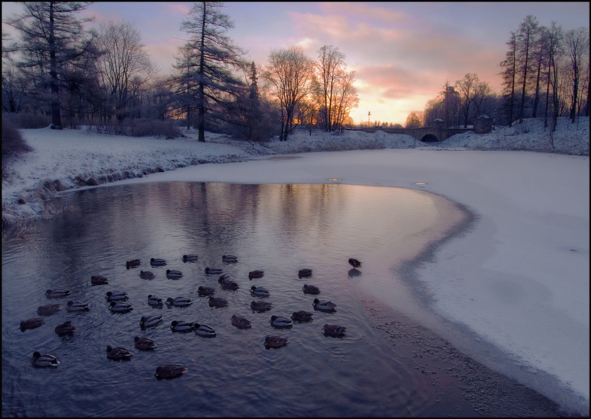 © Роман Носков - Дичь