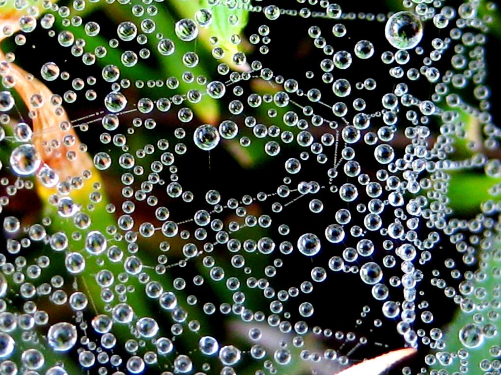 © Nare Jan Mkrt4yan - Dew in Web