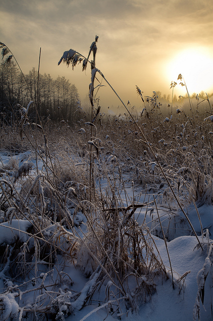 © Tore Heggelund - Morning Fog