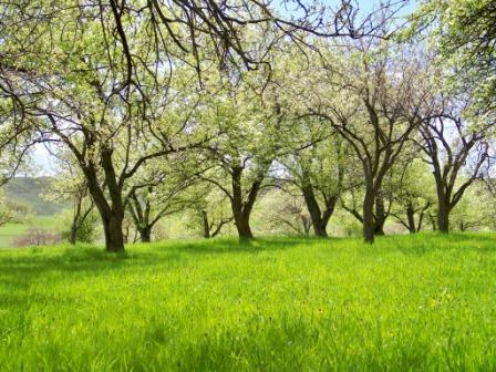 © Armen Martirosyan - Orchard in Marmarashen